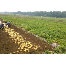 2016 Nouvelle culture de pommes de terre fraîches